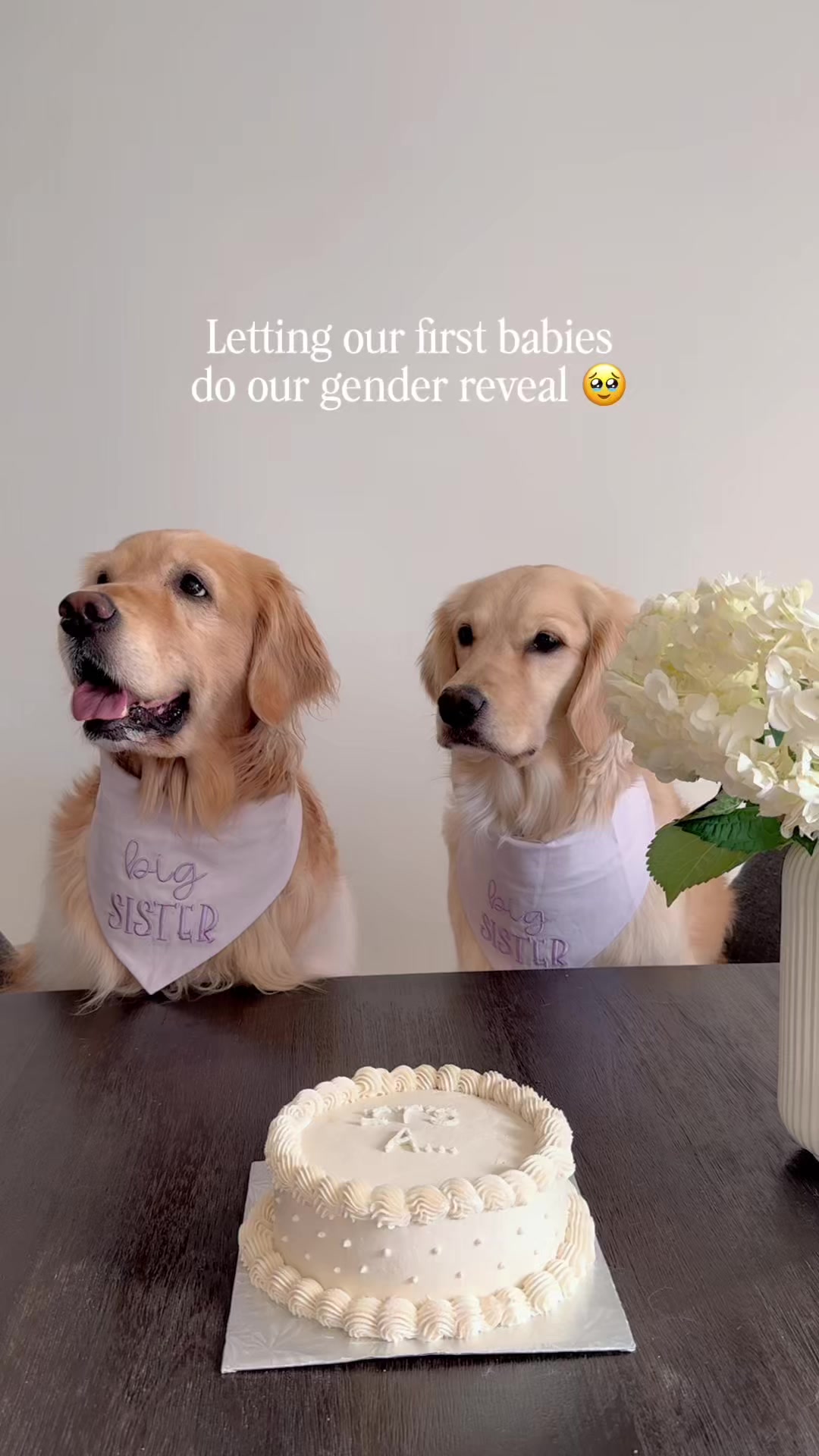 @Daisy & Maple the Goldens