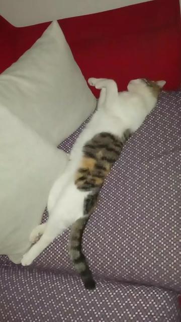 @Akrep kadını🦂