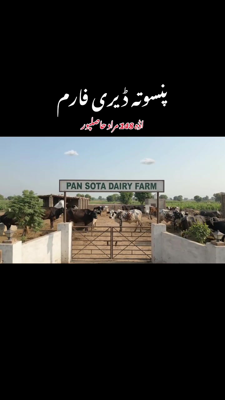 @SAEED PANSOTA