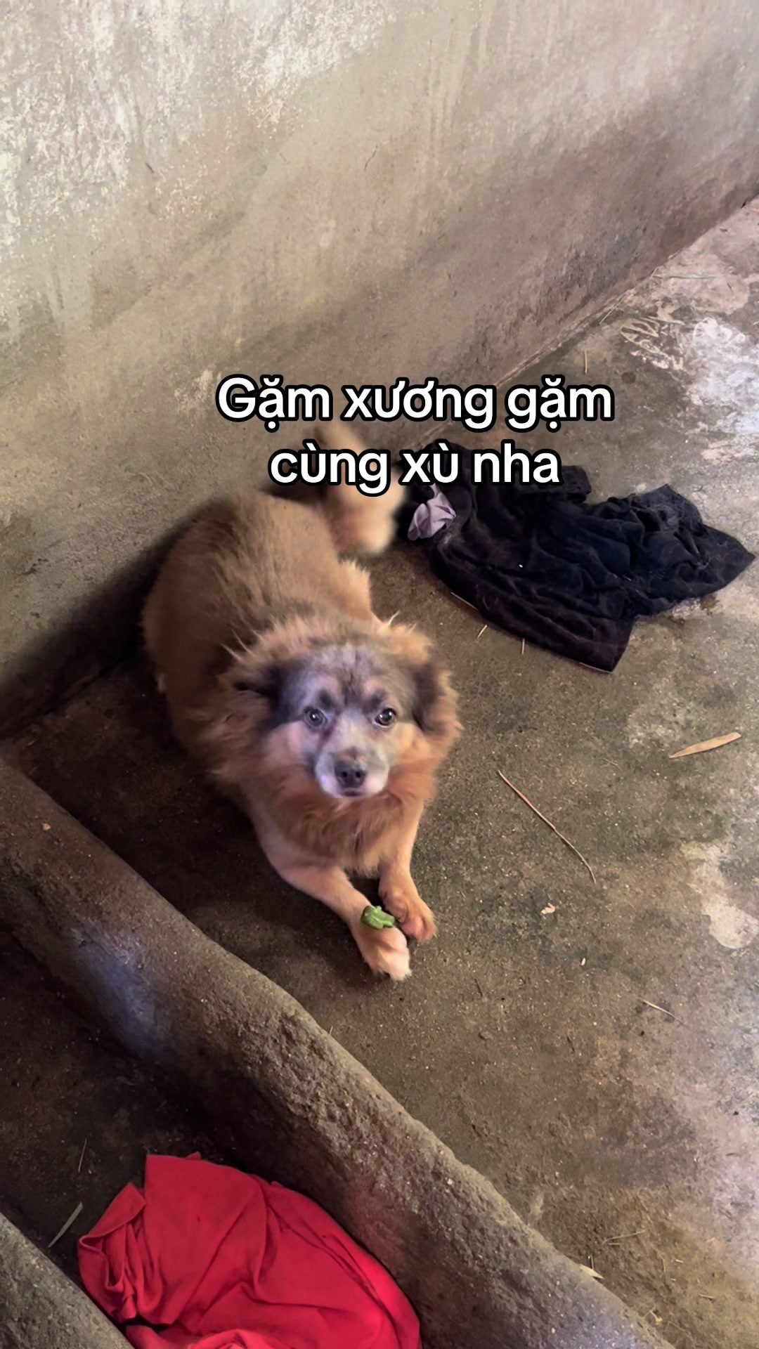 @Ba bé mèo và một bé chó