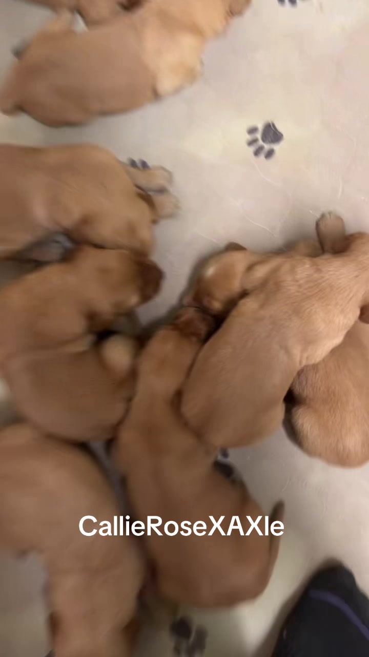 @RhondasRetrievers