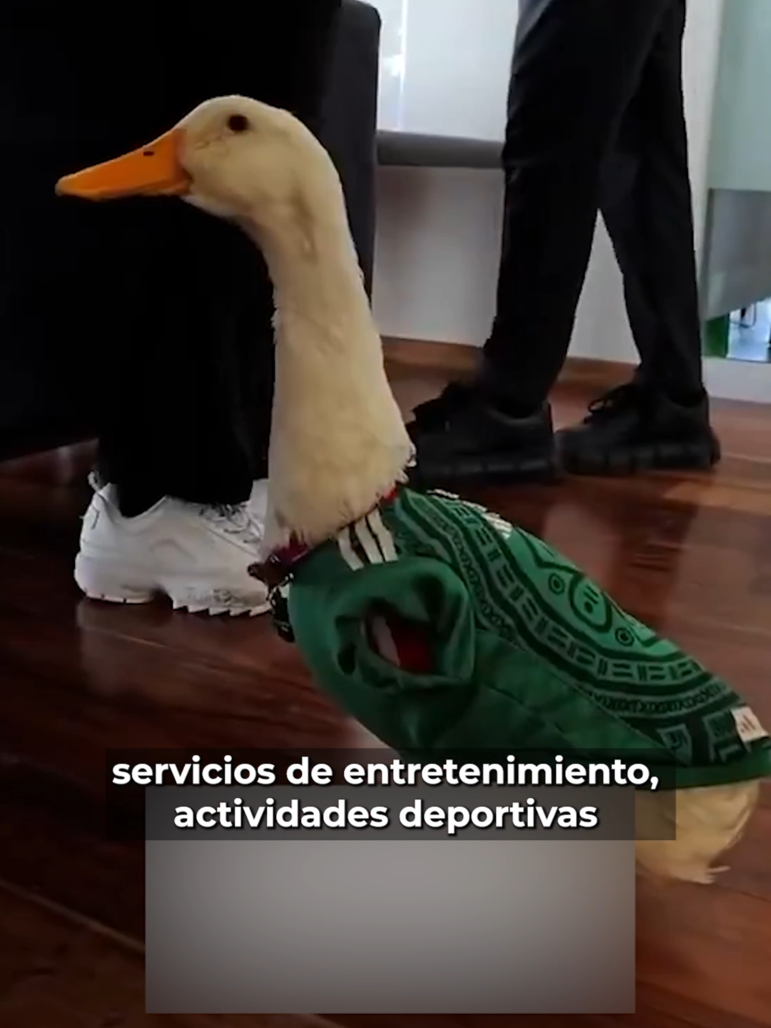 @Latinus