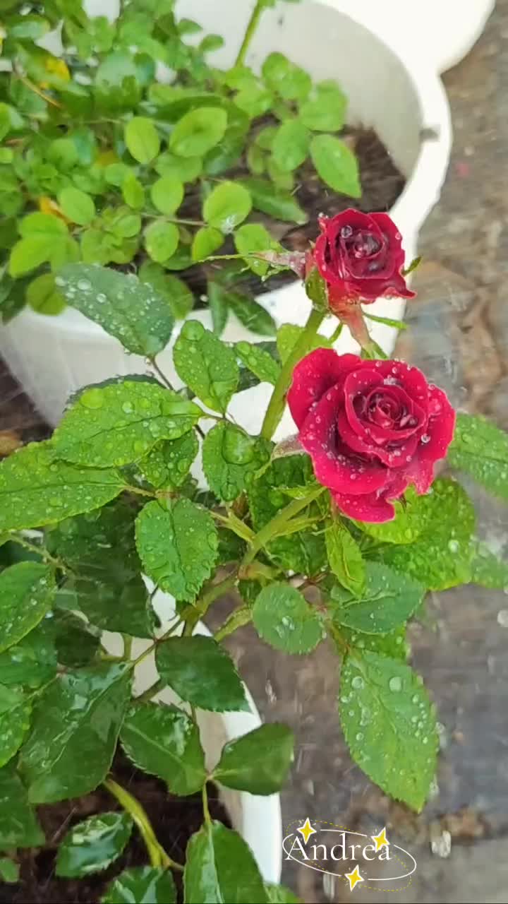 @andreacorsi298