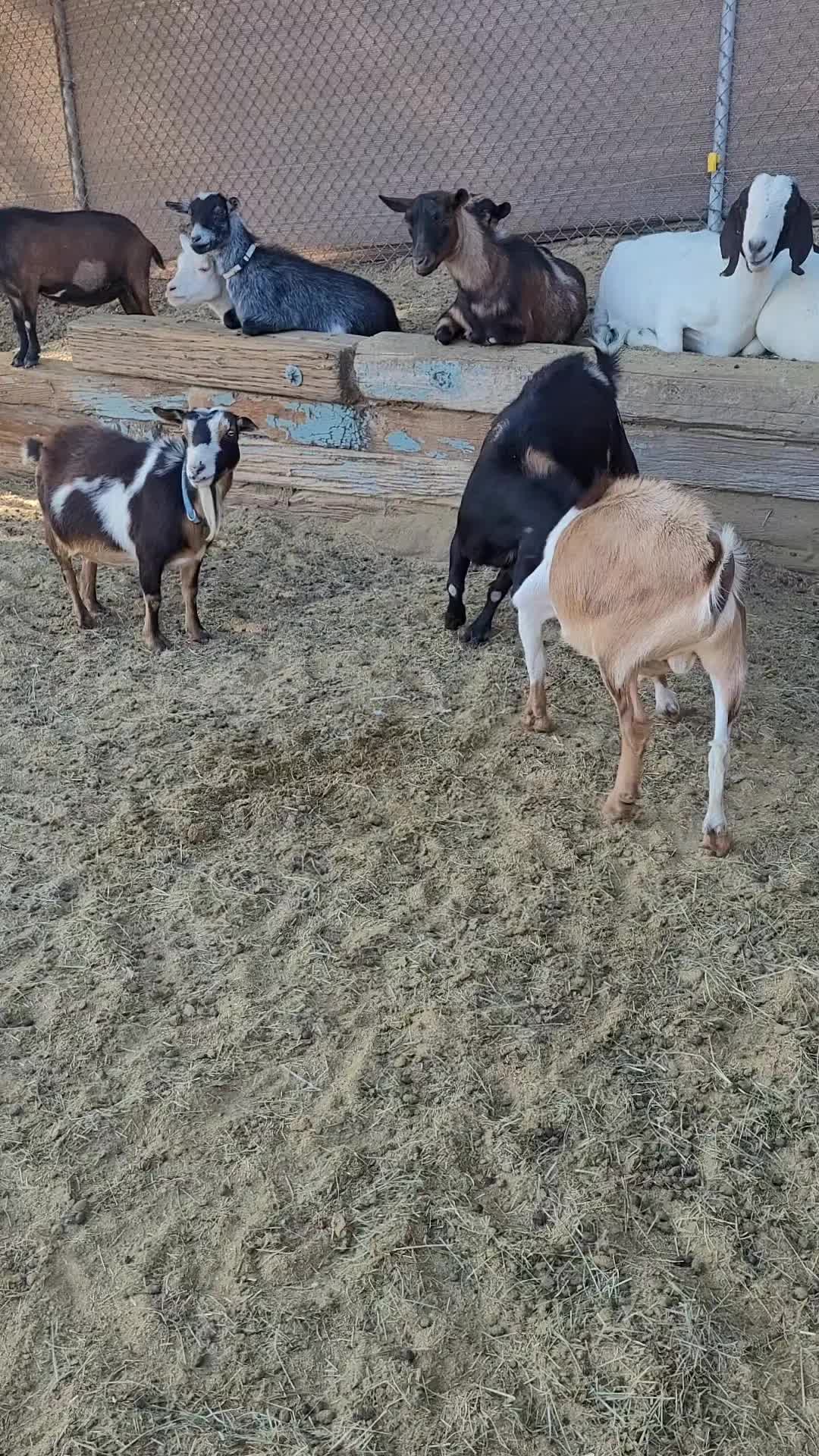 @VioletHorizonsFarm