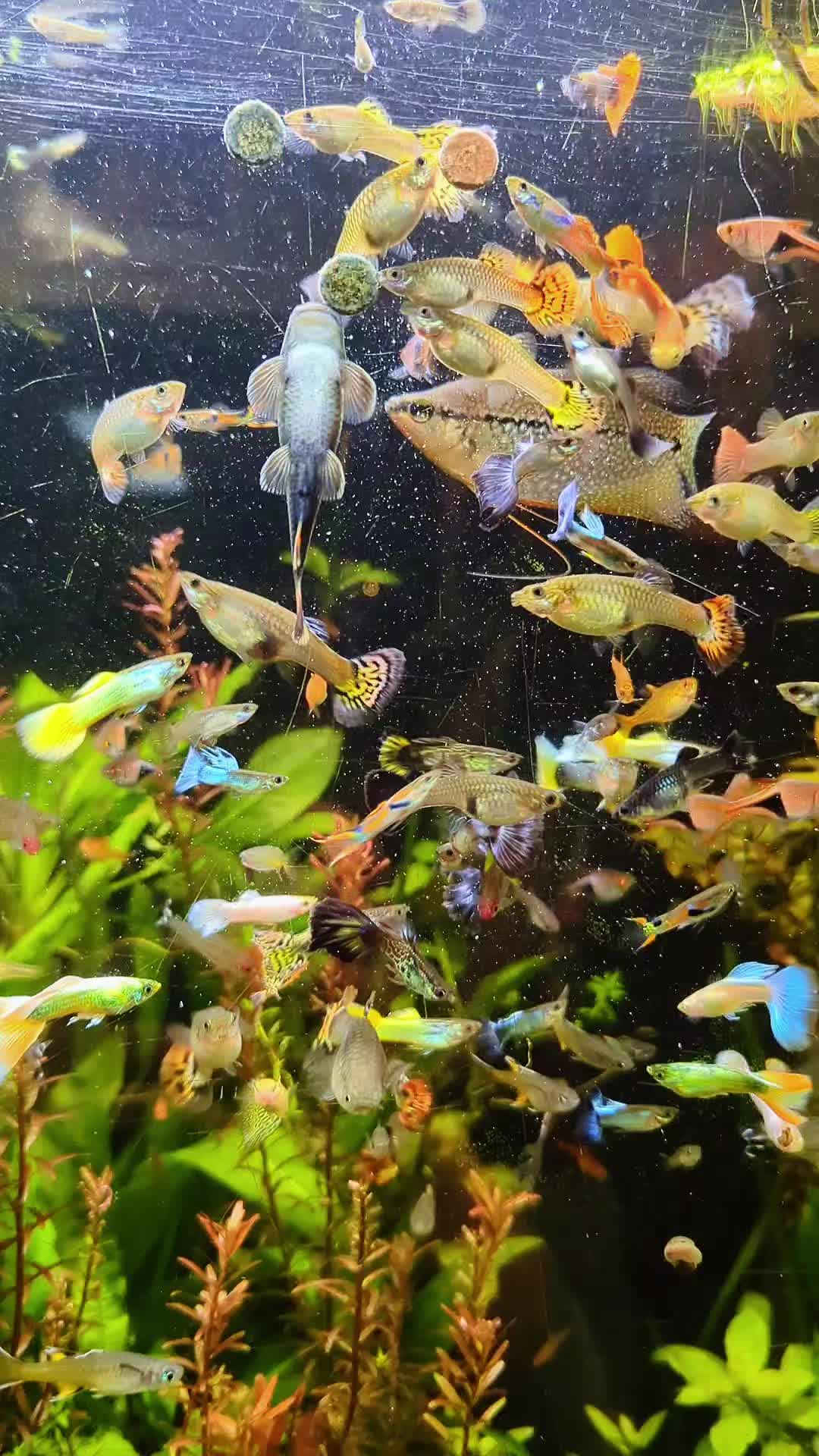 @B&M Aquatics