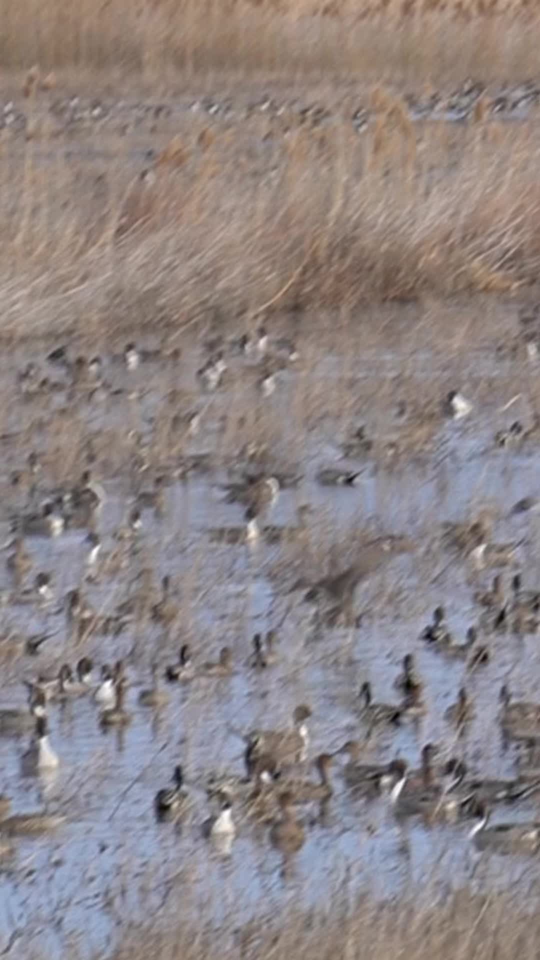 @Final Flight Waterfowl LLC