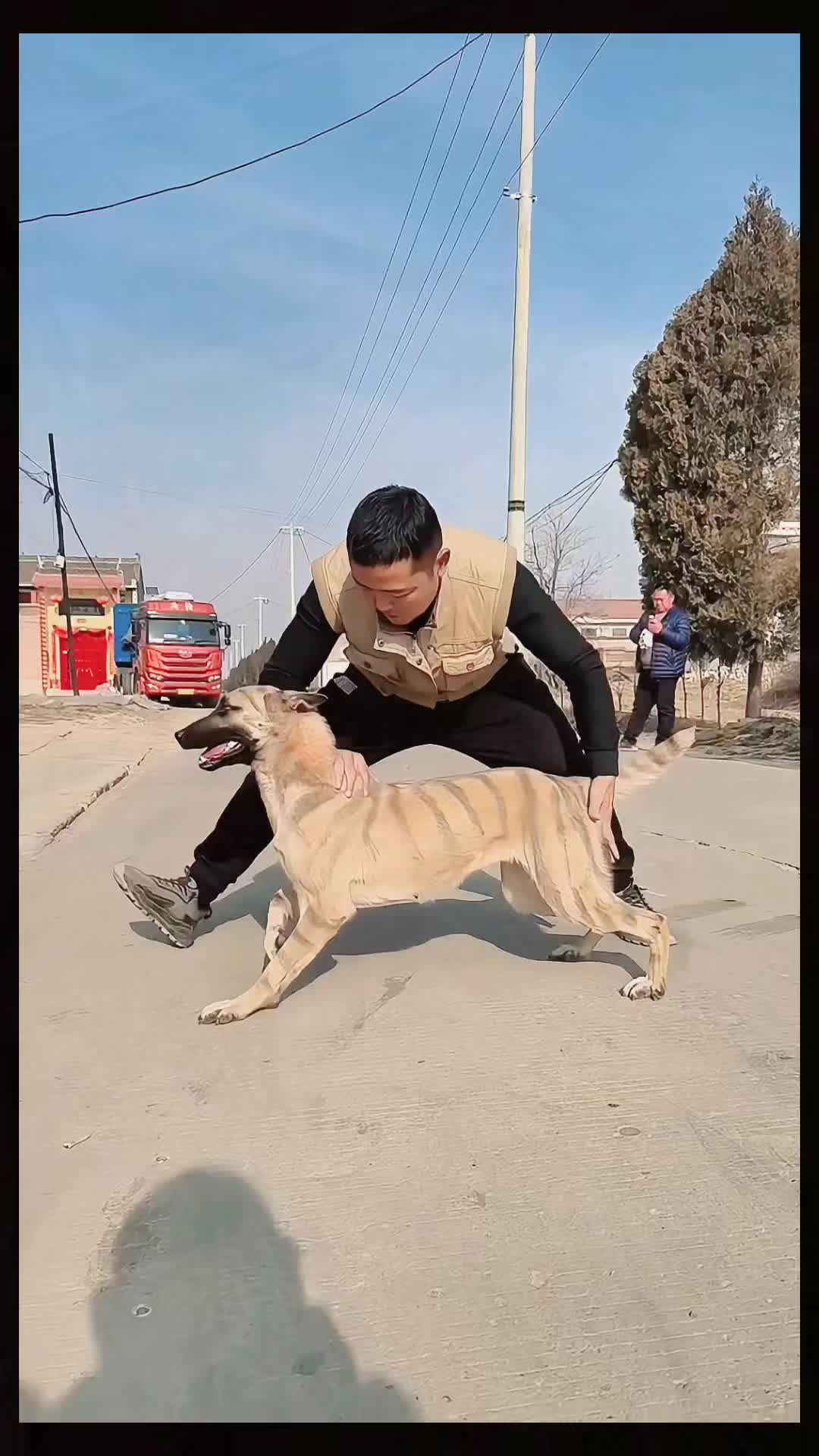 @love pets