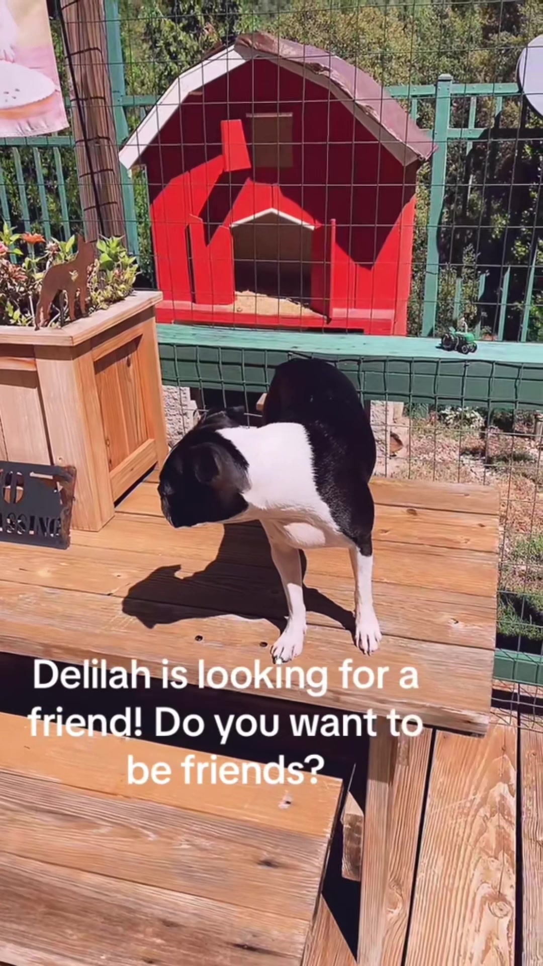 @Laurie&rsquo;s-remi&delilah