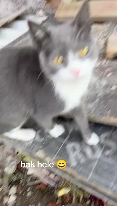@MAVİİ🐾ALİŞŞ