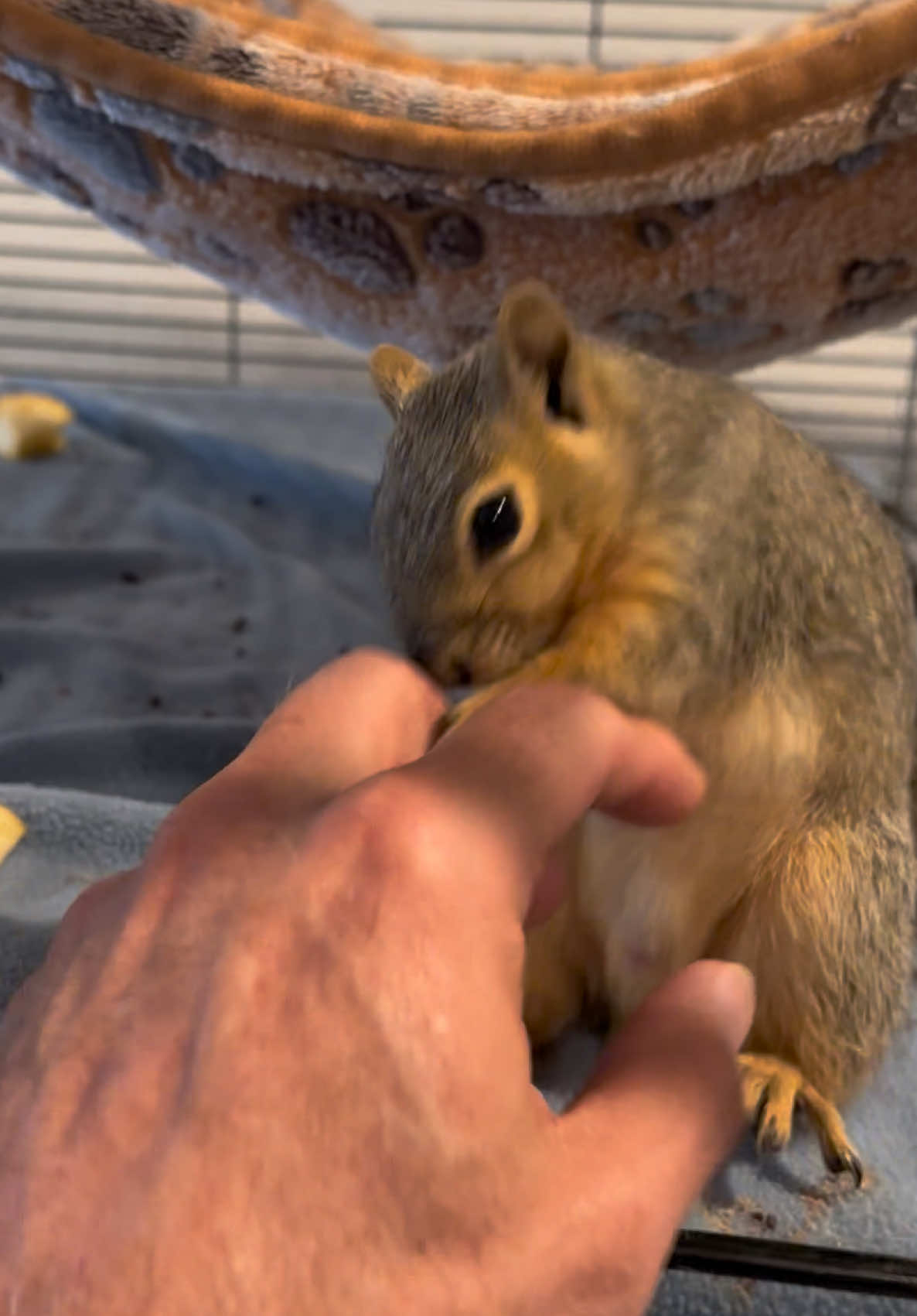 @Squirrel Guy
