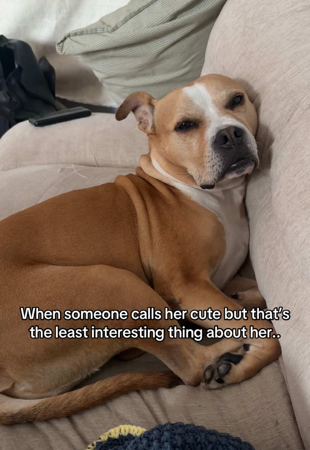 @dogstrainjen