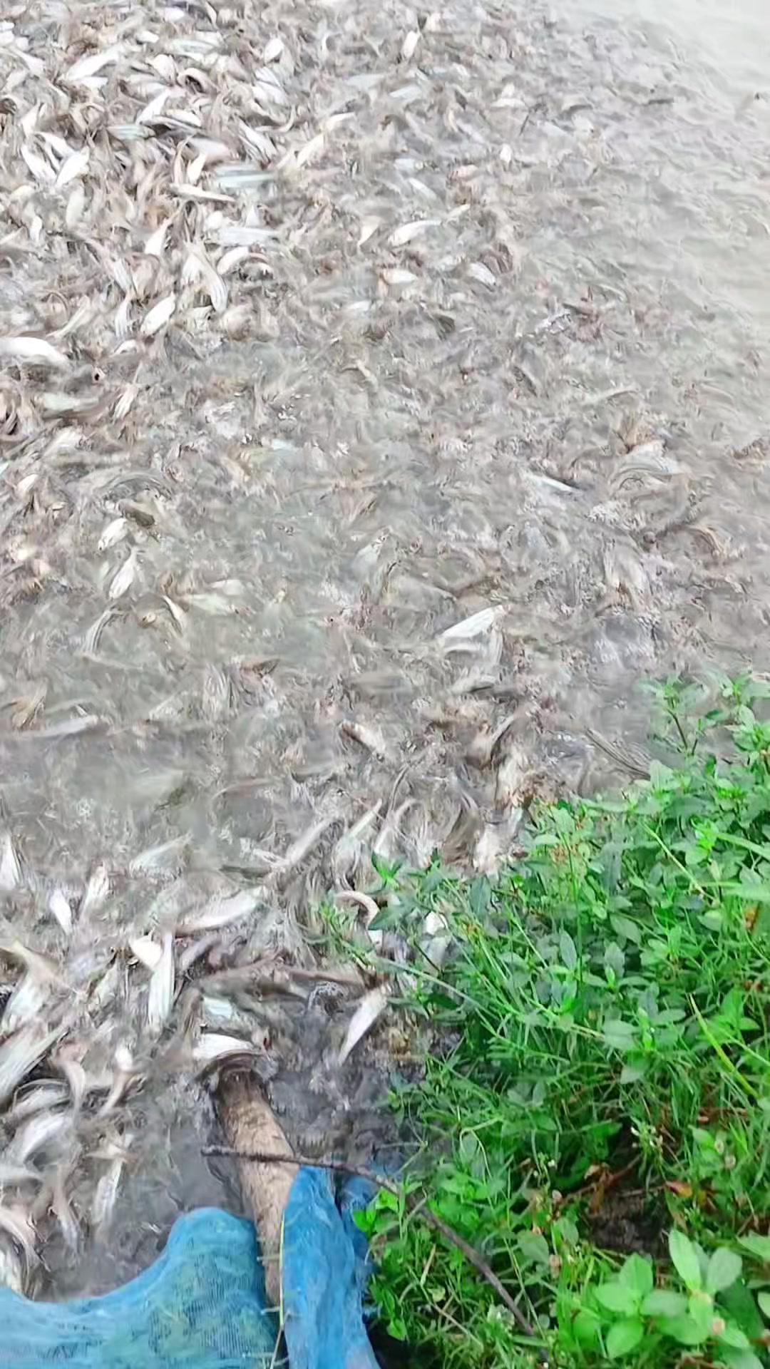 @সুজন মিয়া