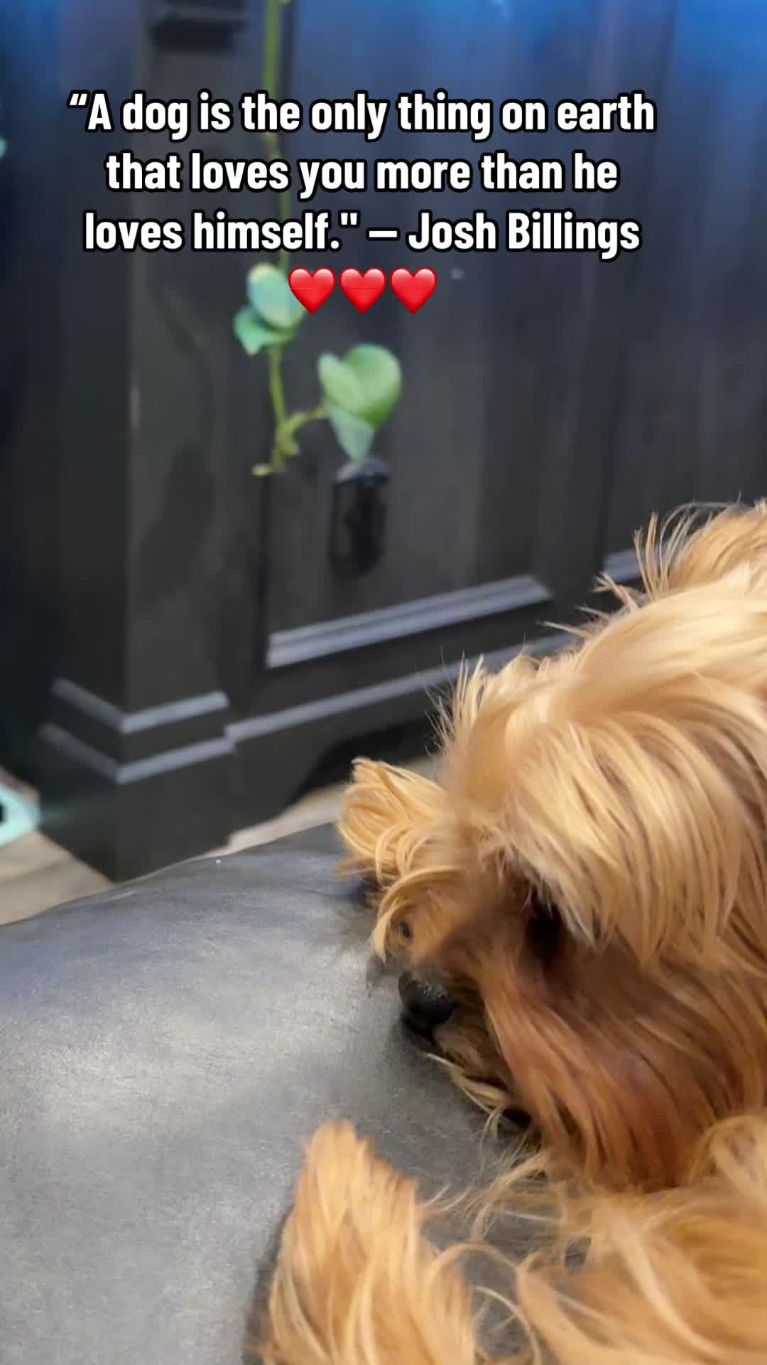 @newyorkiebymilo