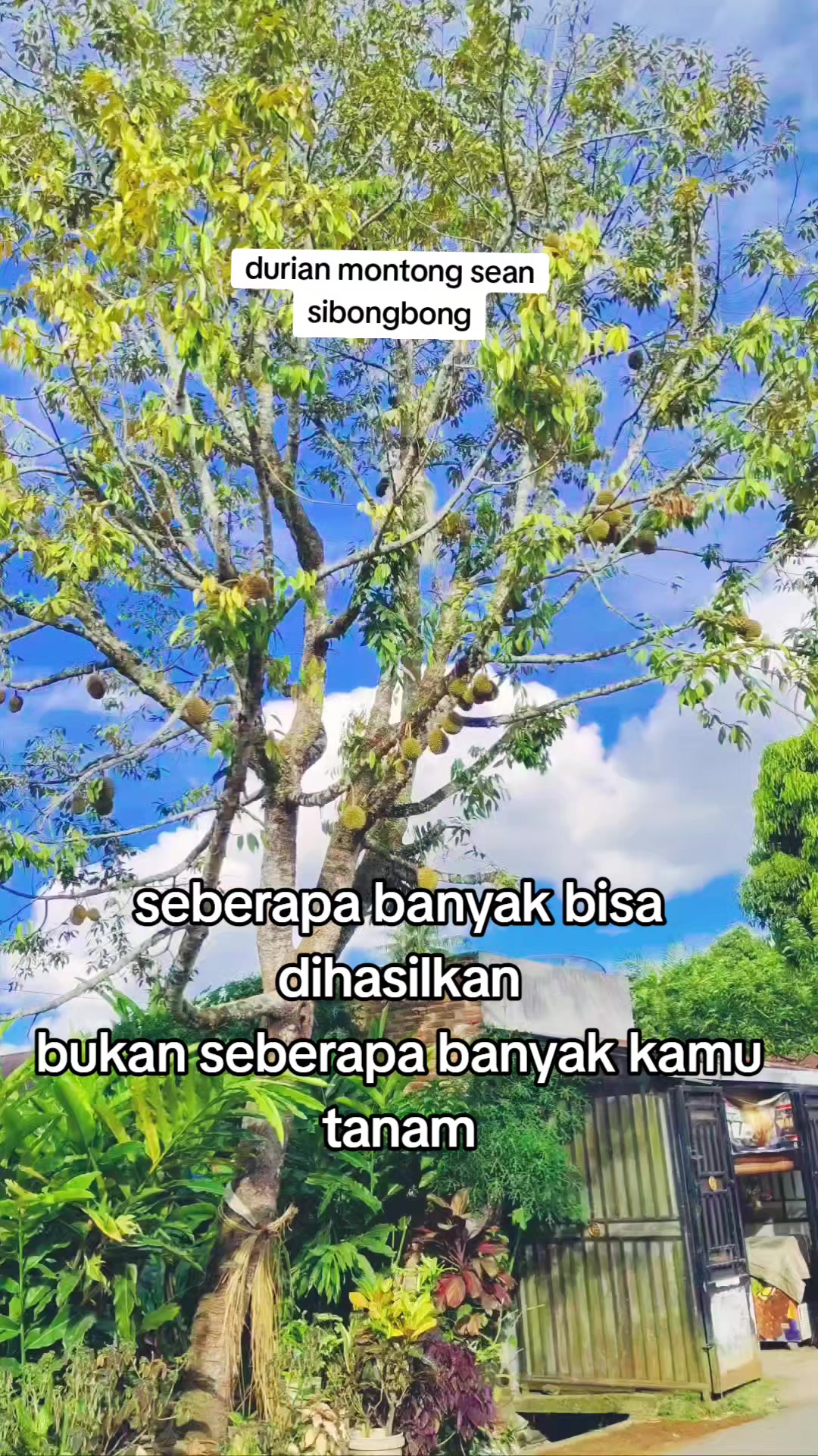 @petani kecil ujung tapsel