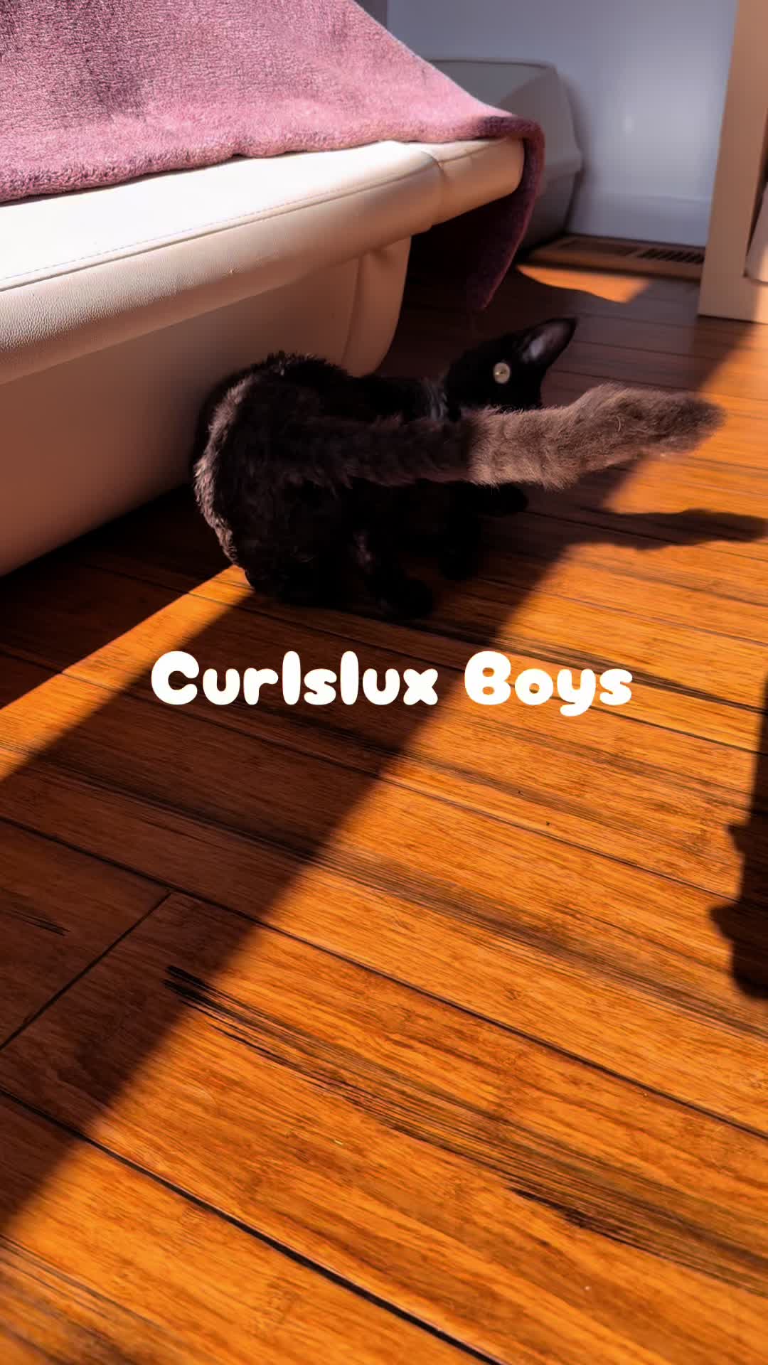 @Curlslux cattery!!🇺🇸