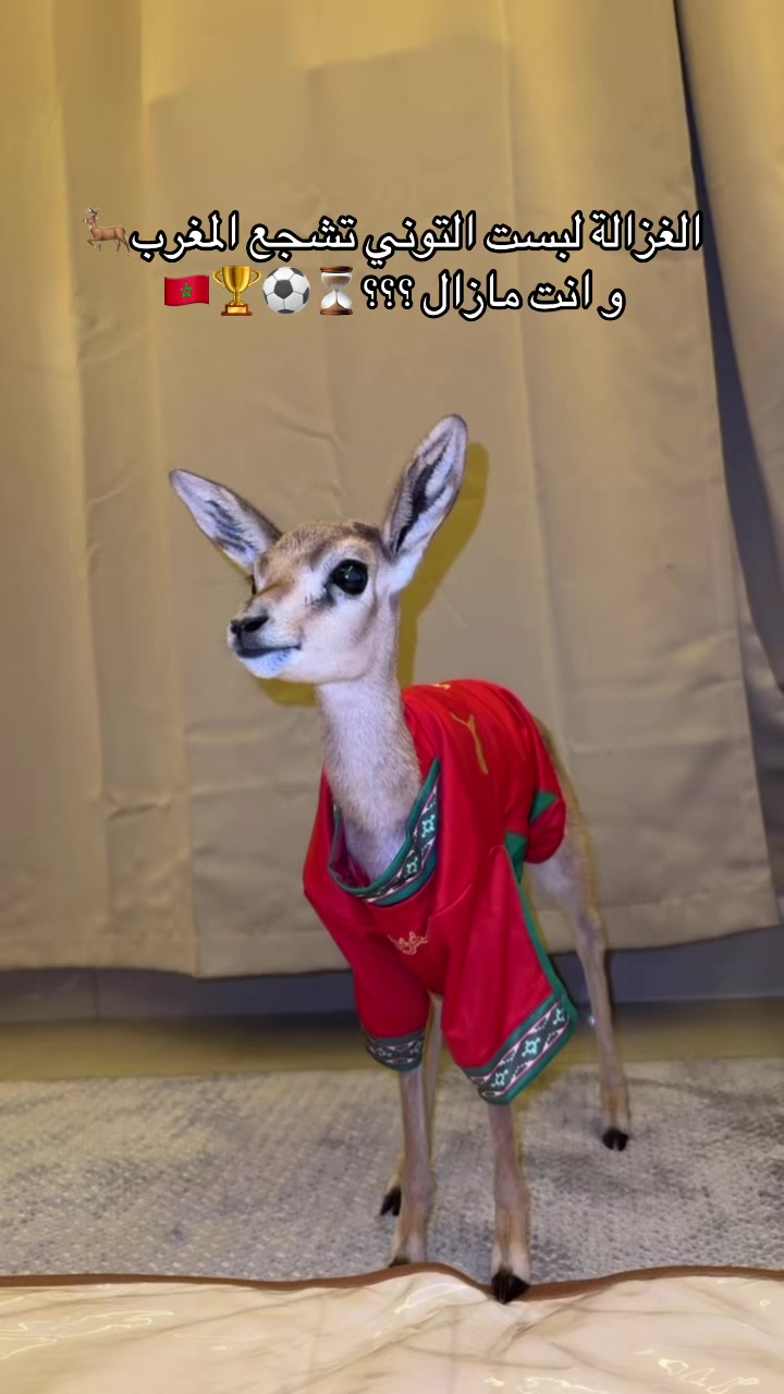 @فن القفطان 🇲🇦🇦🇪