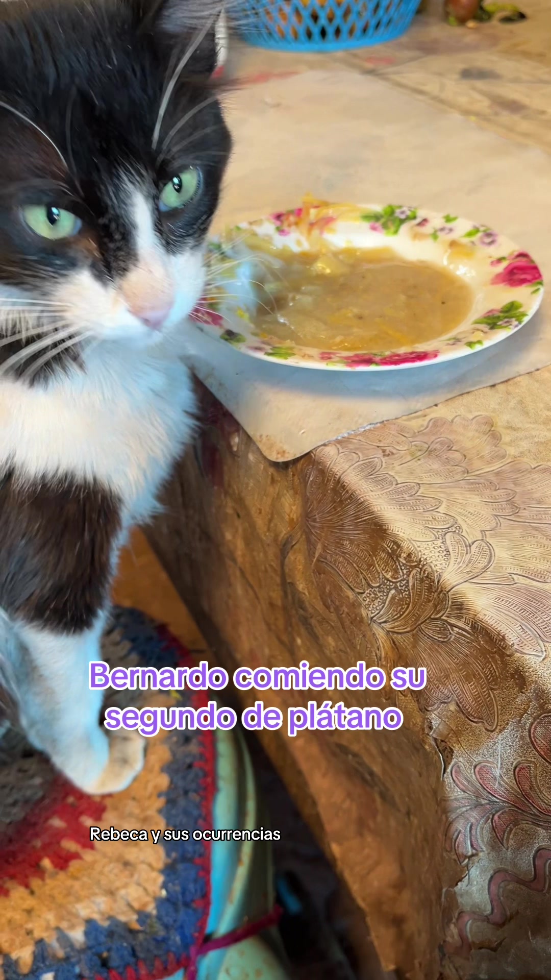 @🐈Rebeca y sus ocurrencias