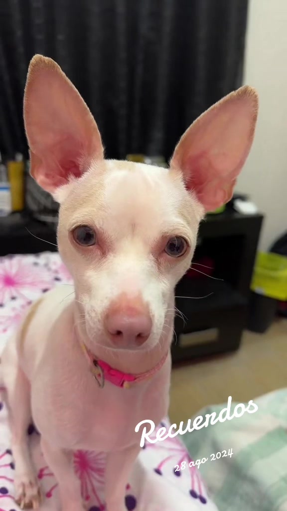 @ChannelyLuna🐕🐩