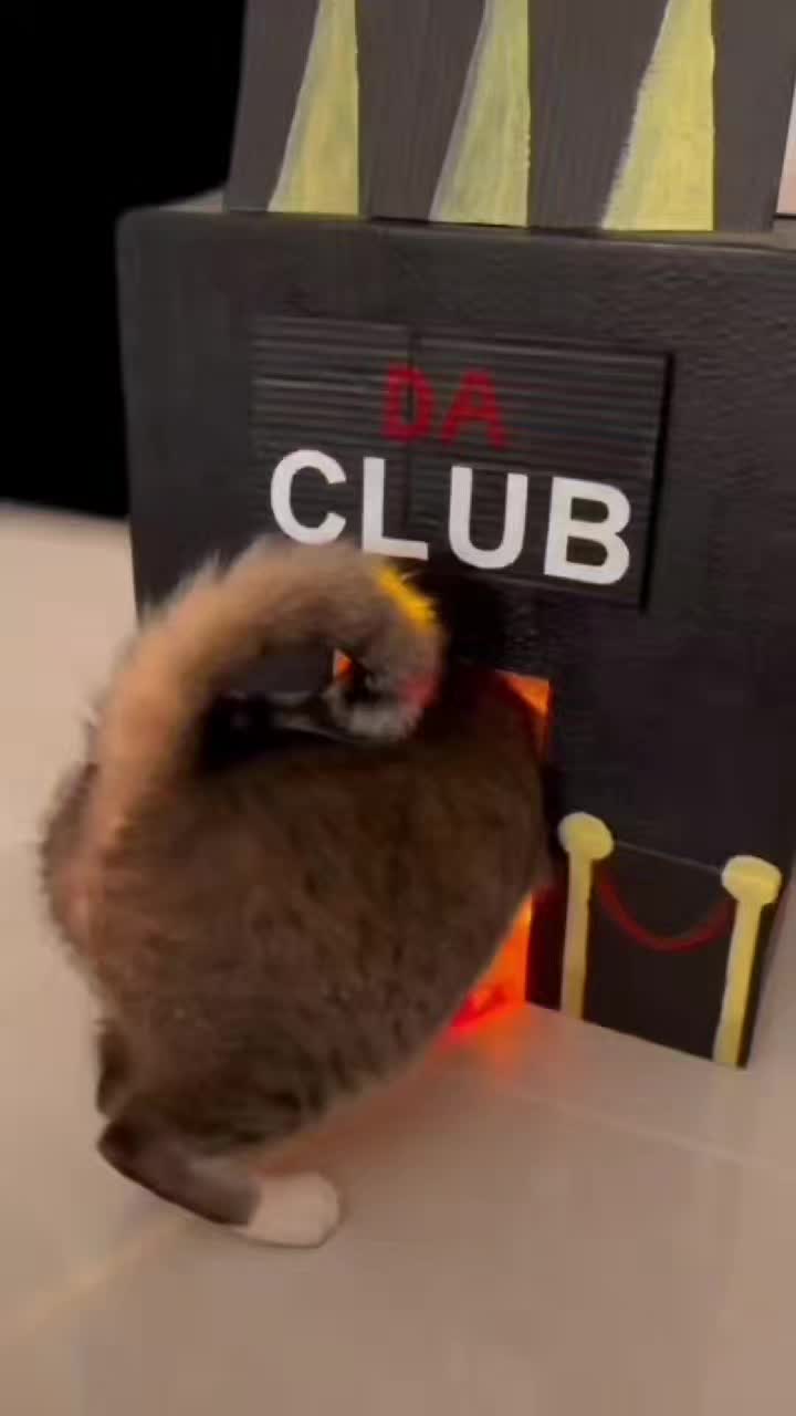 @funnyAnimals