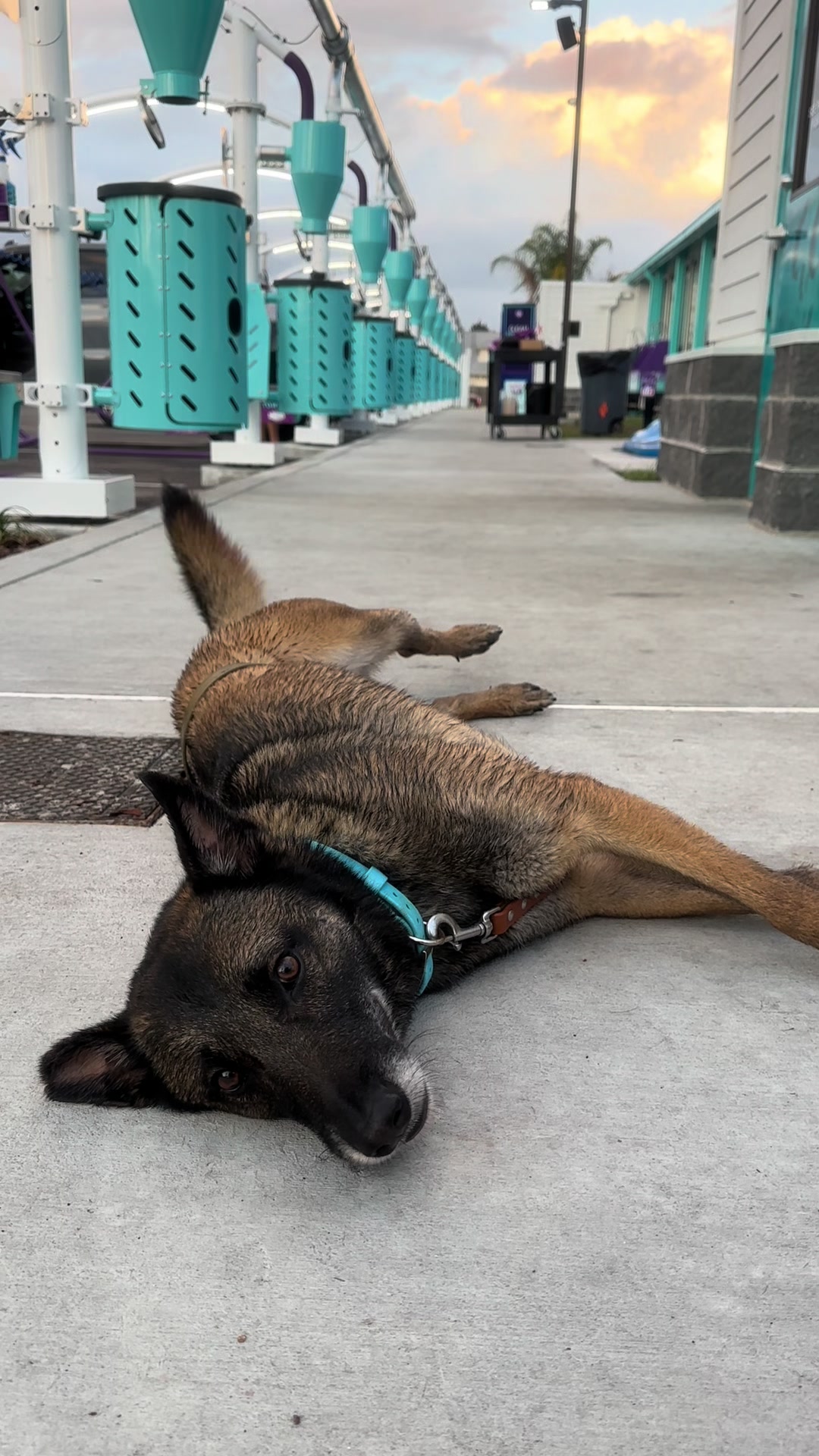 @K9.corporal