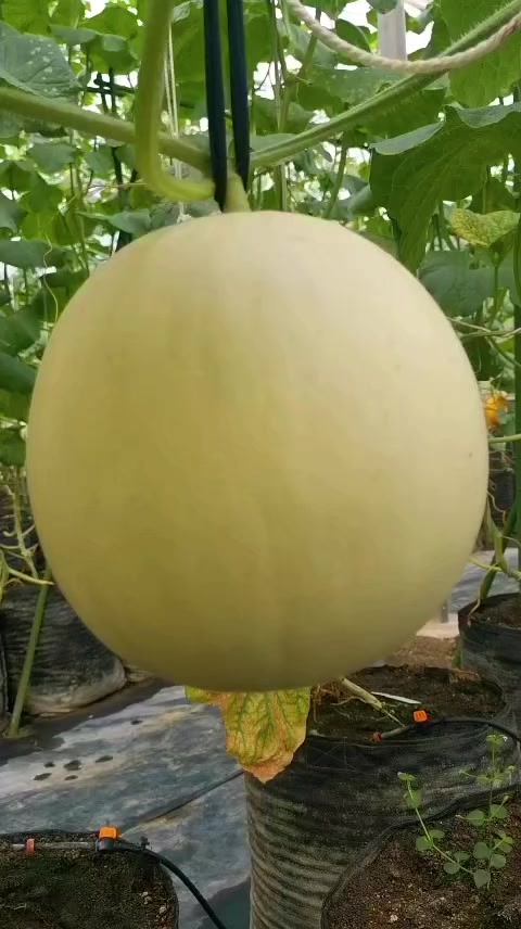 @D.kingfarm