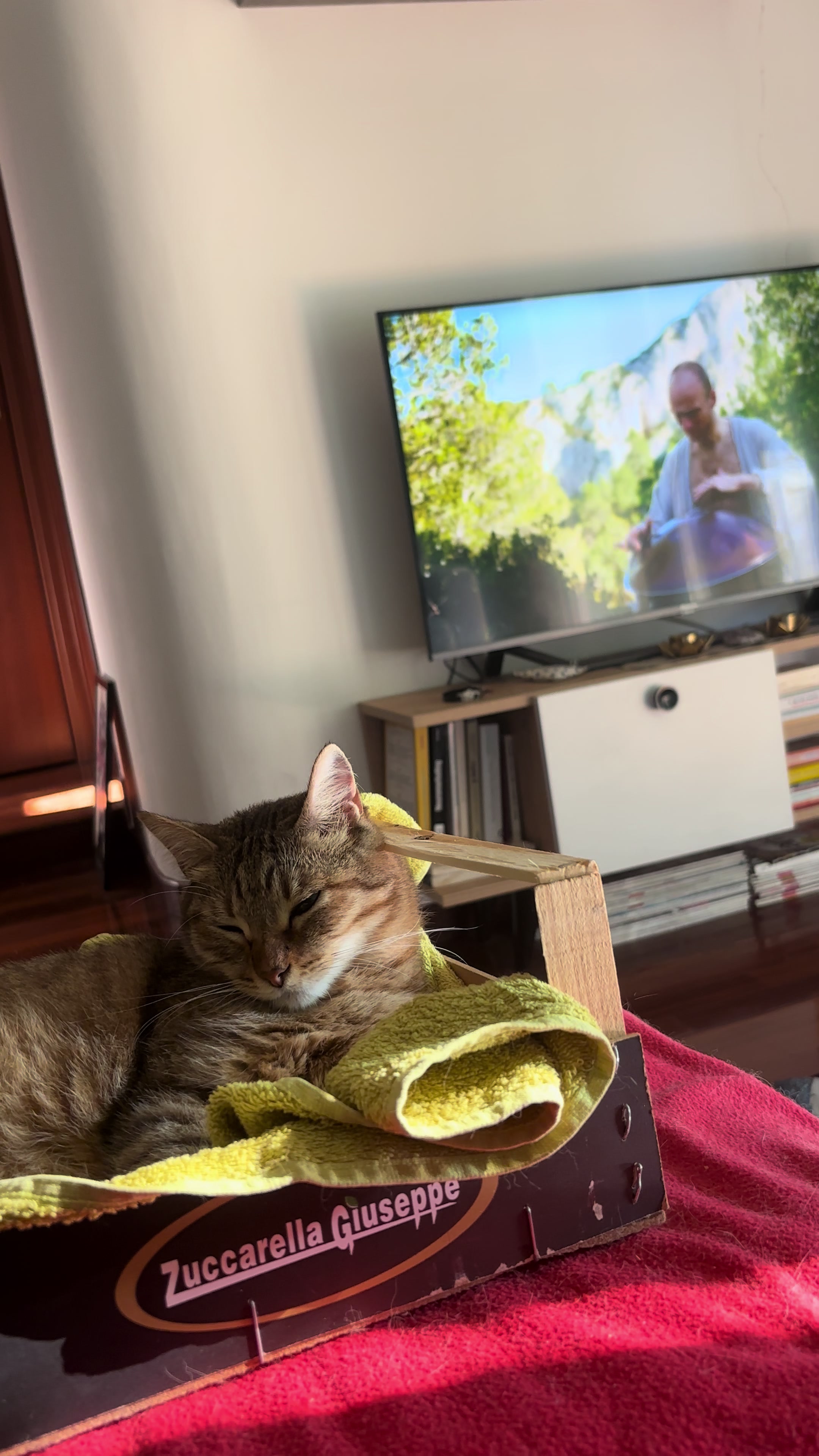@Life with Kokoro the cat