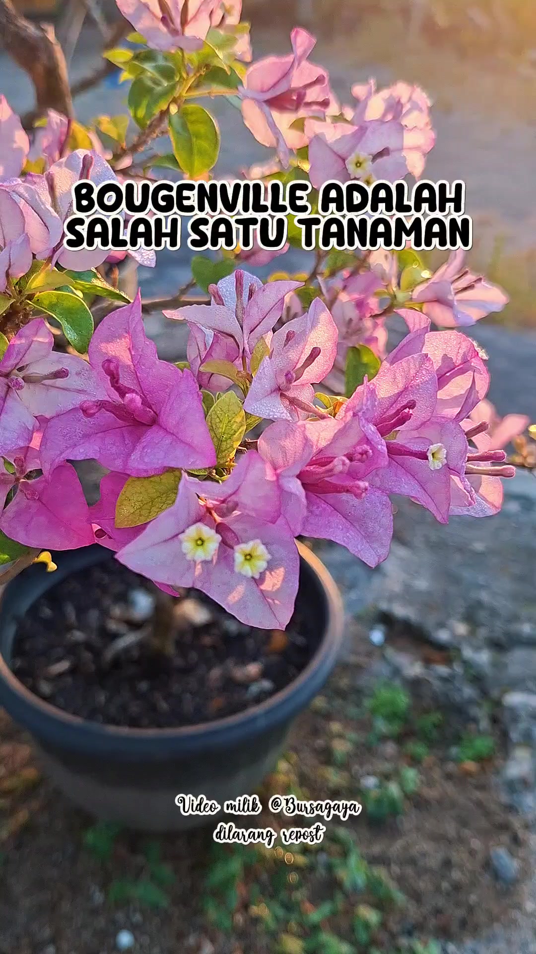 @bursagaya