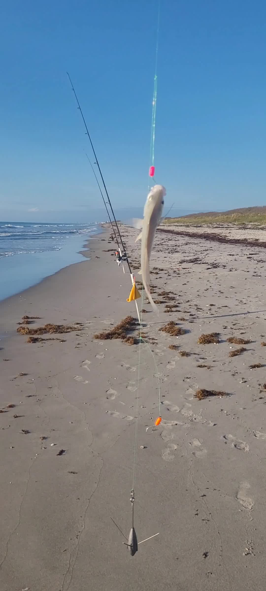 @Ghost of Space Coast Fishing