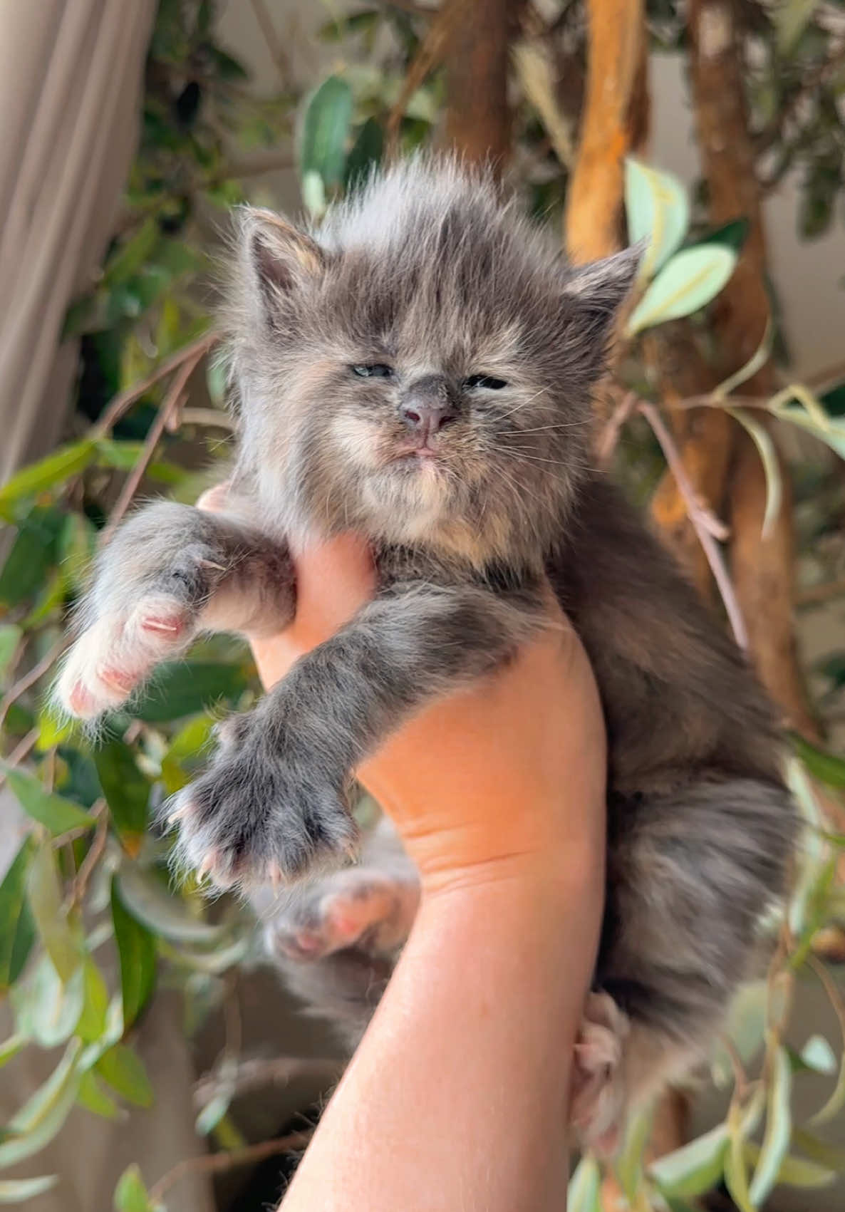 @Mossy Cottage Maine Coons 🌙