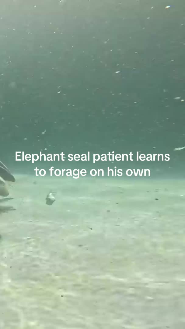 @Marine Mammal Care