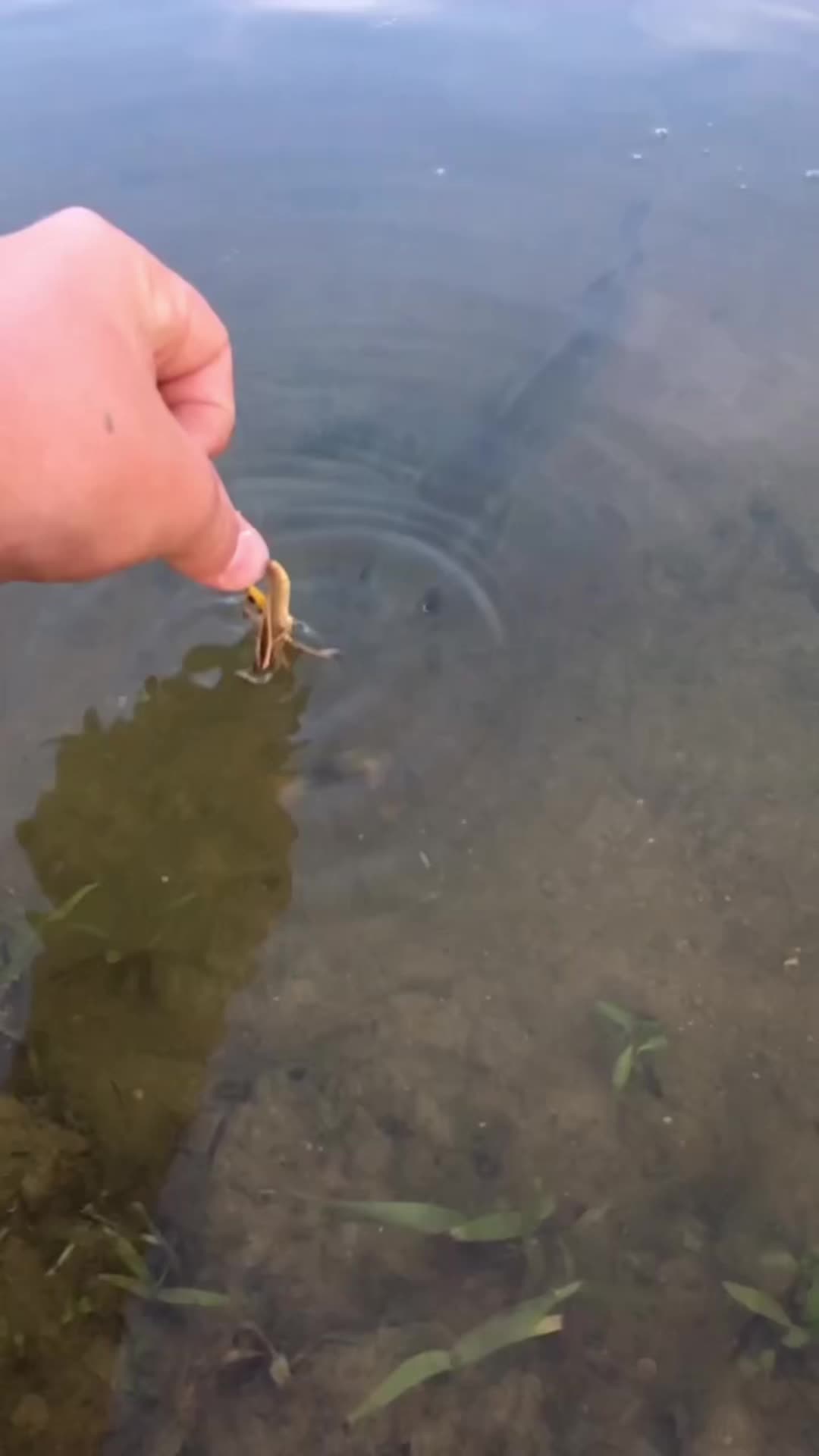 @Bassfeeder