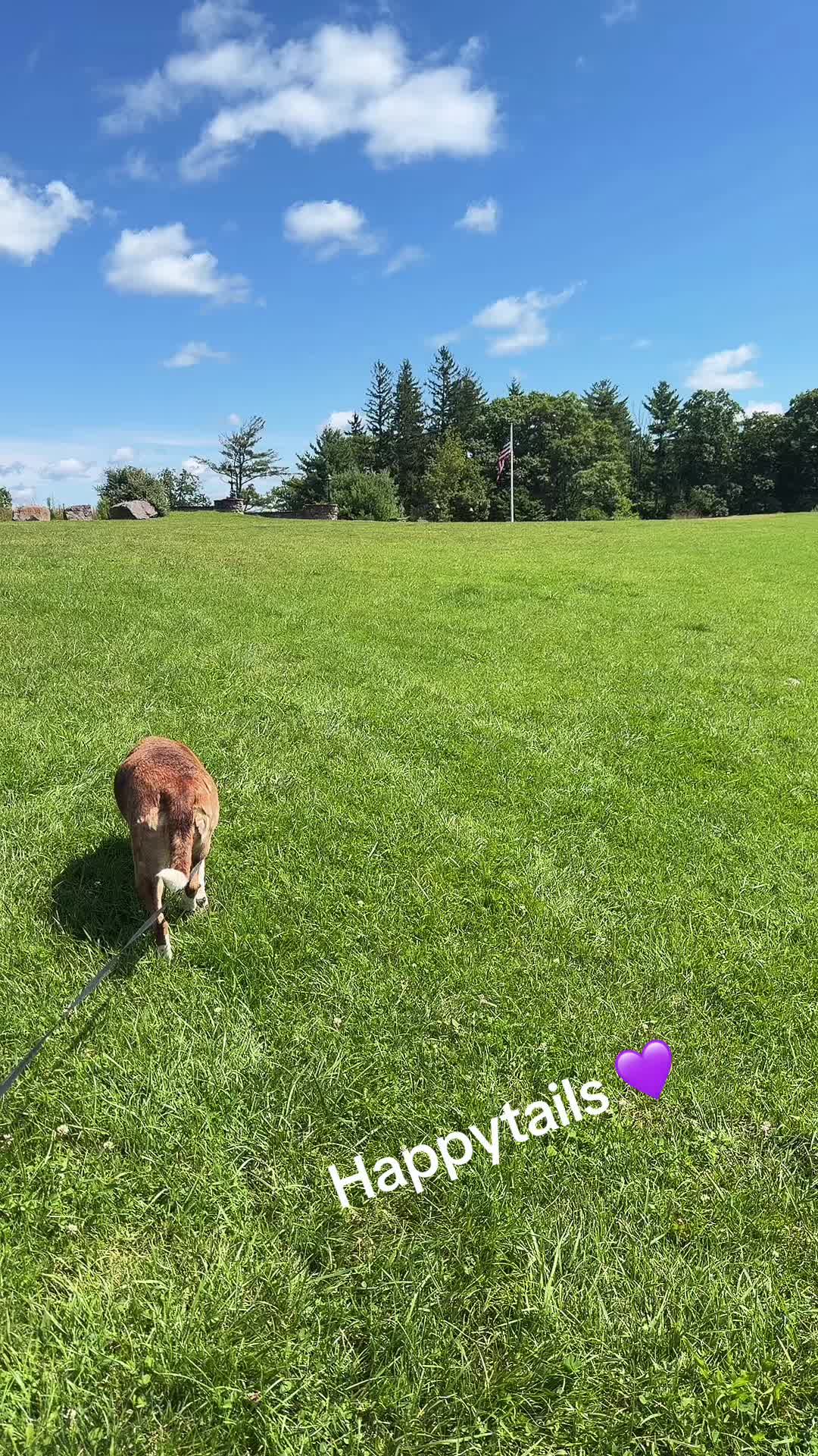 @🔥💜❌Happytails❌💜🔥