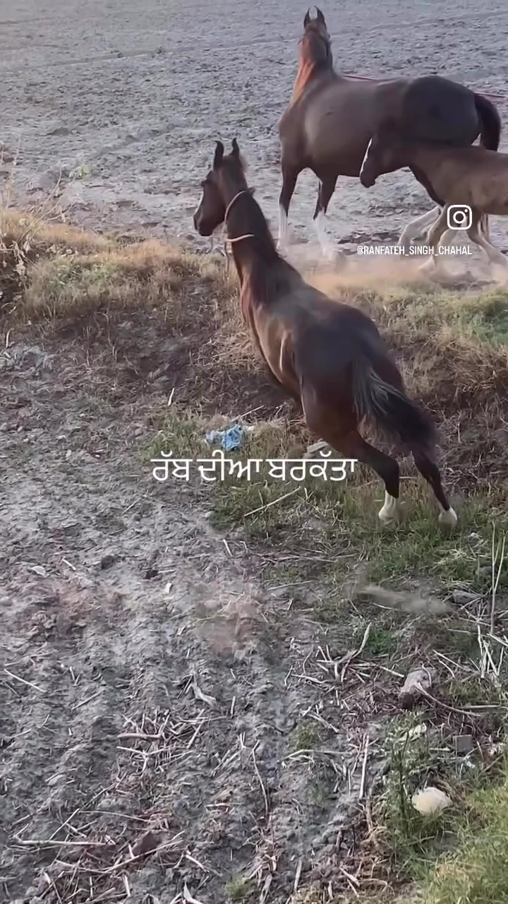 @rabbrakha23