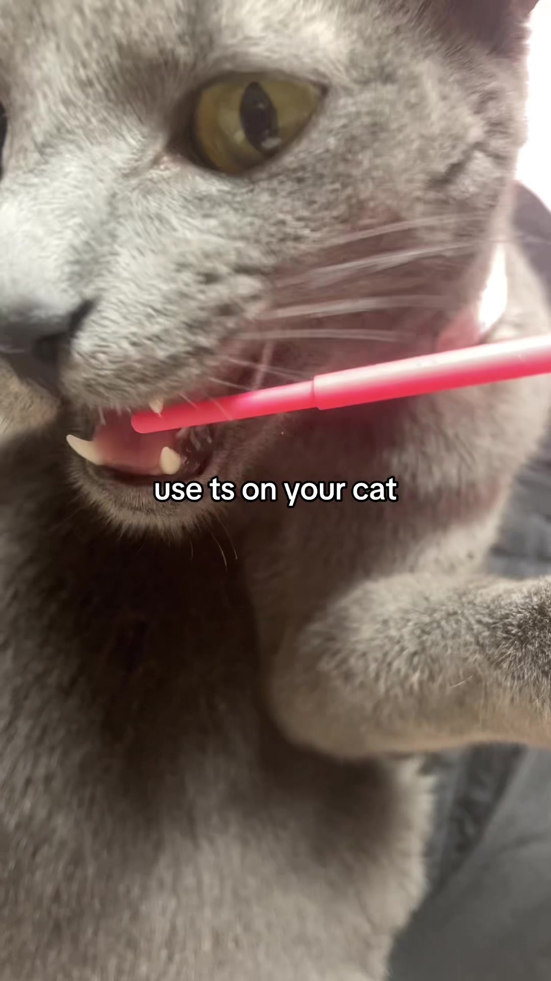 @猫