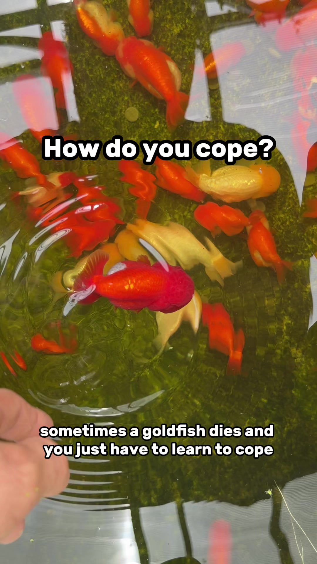 @The Goldfish Guy