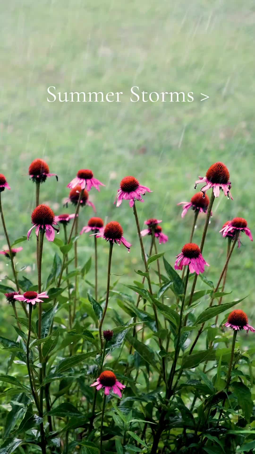 @Wander North Georgia
