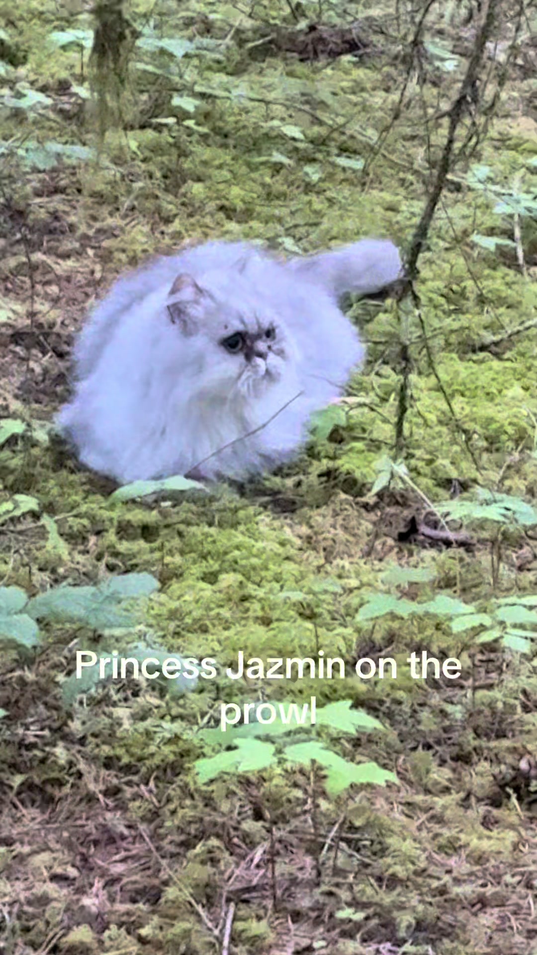 @itsbubblesinthewoods