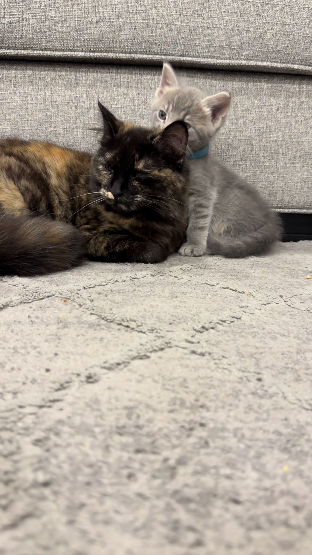 @LotsOfCat