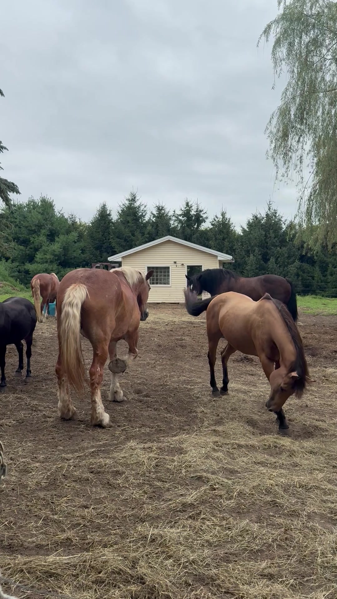 @Safe Place Pastures, Inc.
