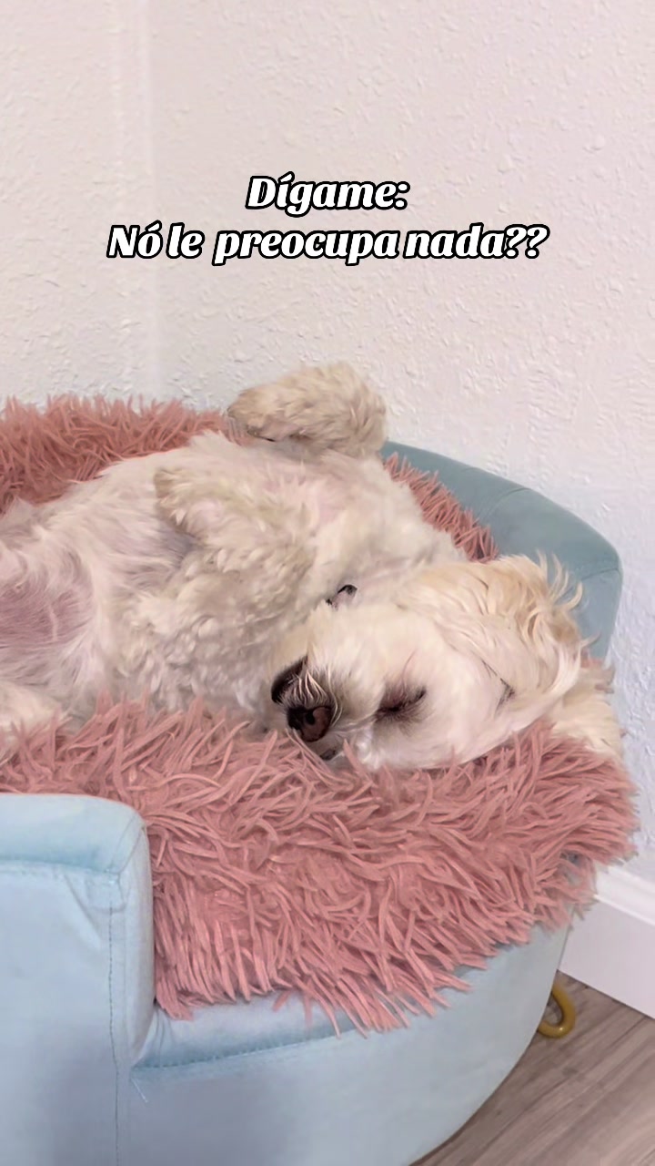 @AZUL🐶🥰