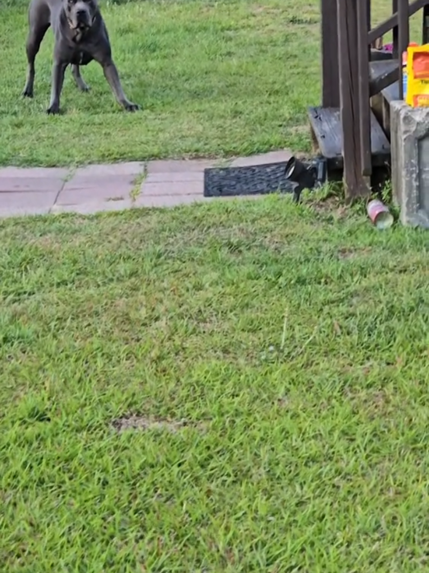 @Brandon and Blue Kennels LLC