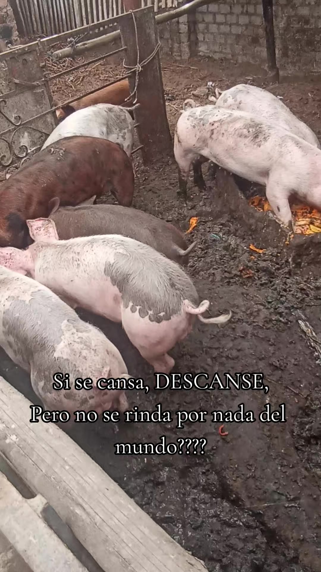 @BRAYAN .R. 🐷
