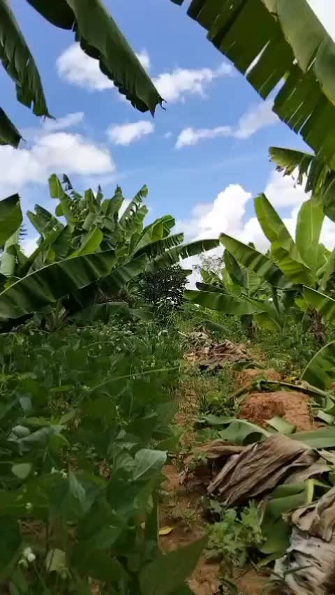 @issa farm📉