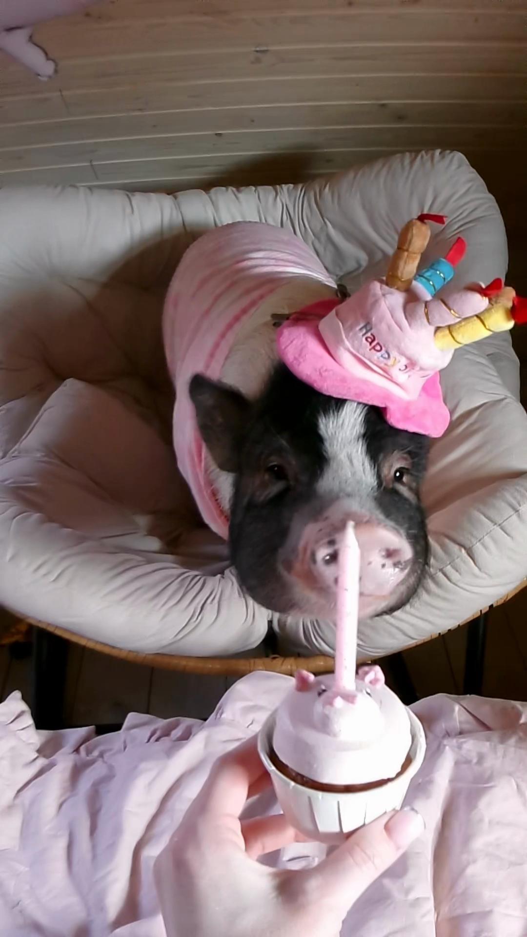 @Olivka pig