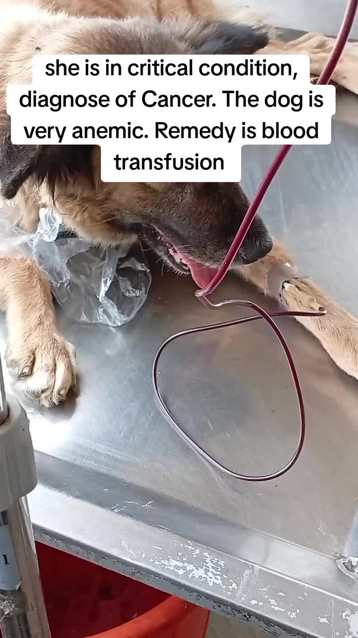 @Animal Welfare