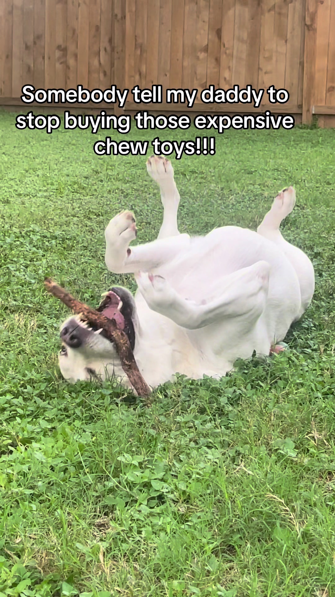 @Buddy_the_lab
