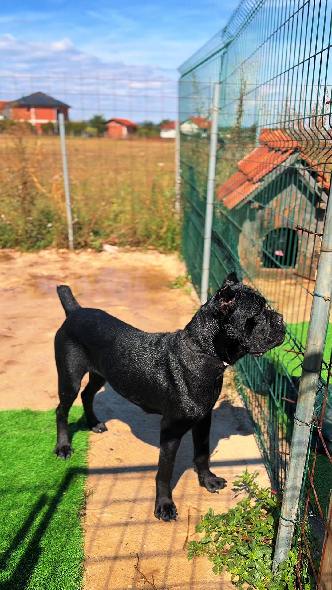 @AlbaniaCaneCorso Kennel