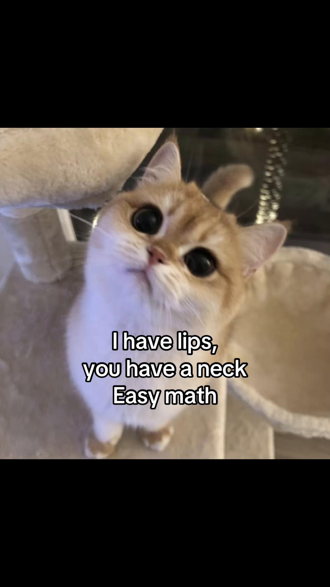 @LavanderCat