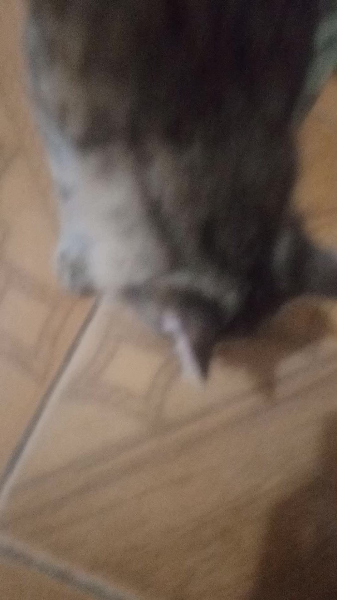 @germayn