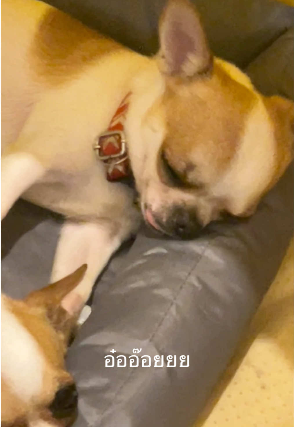 @บิ๊กบอสลูกมีน่า🐶
